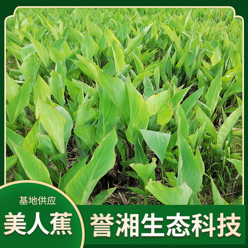 Канна желтая и розовая, поставка для озеленения водоемов, оптовая продажа аквариумных растений