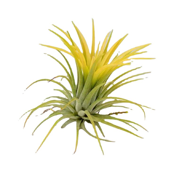 Air Pineapple Yellow Elf Wholesale Base Delivery Soilless Lazy Plant Office Desktop Decoration Florals