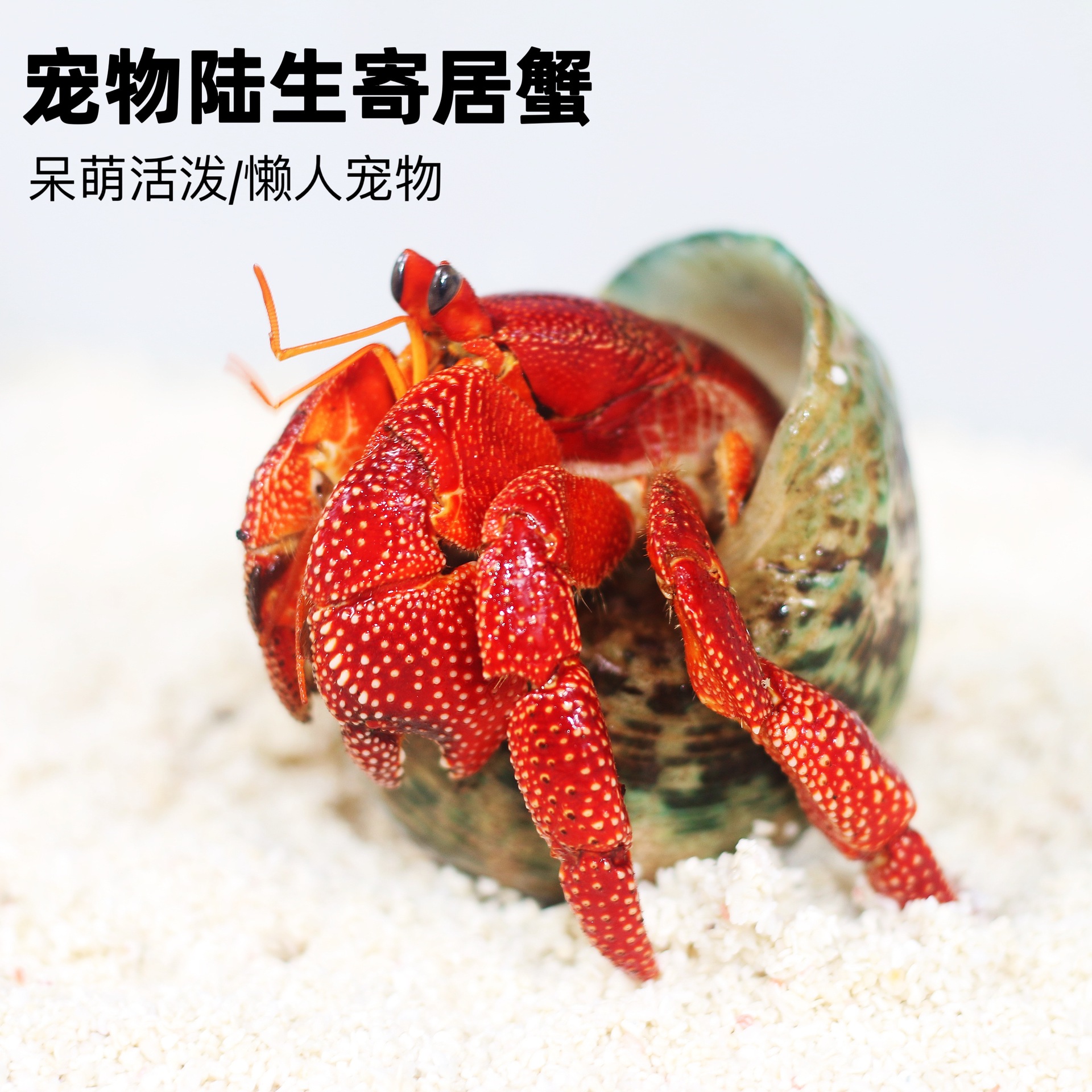 Terrestrial hermit crab wholesale living stall adorable bean curd gray short wrist dark purple blackberry