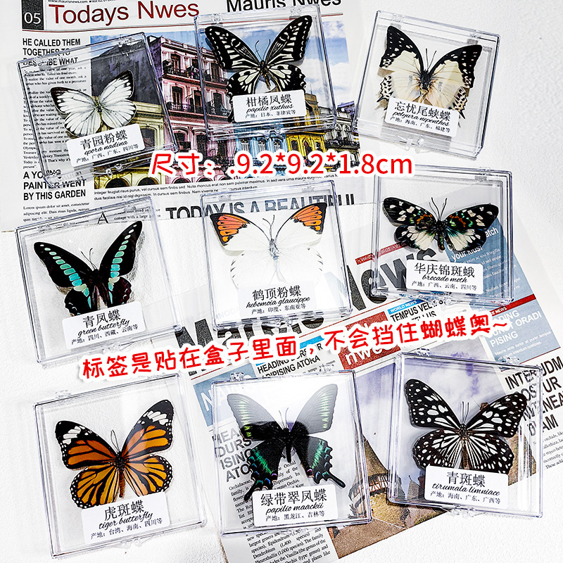 Фабрика Прямые Реальные Бабочка Экспонат Насекомое Экспонат Акрил Детские Ученики Научное Обучение Прозрачная Упаковка