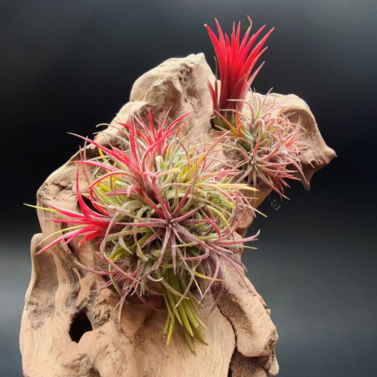 Эльф Фугуо, прямая поставка с завода, базовые прямые волосы, воздухопроницаемое растение ананаса, воздух тилландсия