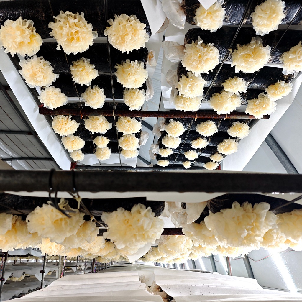 Silver Ear Mushroom Spawn Bags and Spawn Sticks Are in Stock, Spawn Bags and Sticks Produce Mushrooms Evenly, Wholesale, Fast Delivery, High Yield Spawn