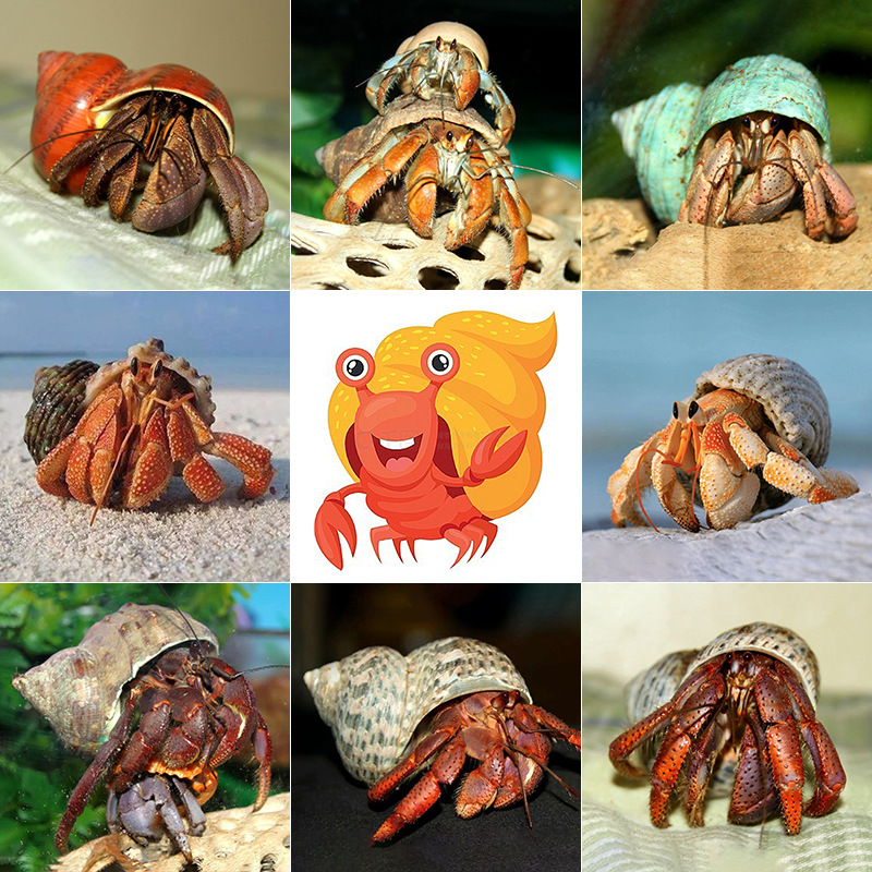 Natural snail conch shell various hermit crab replacement shell roll shellfish aquarium decorative fish tank landscaping wholesale by catty