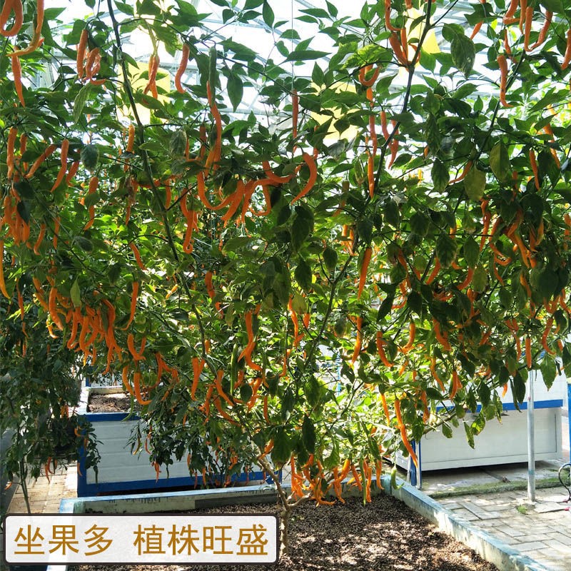 Pepper Tree Potted Saplings All Year Round Giant Large Perennial Old Pile Edible Guangdong High-Yielding Debate Seedlings