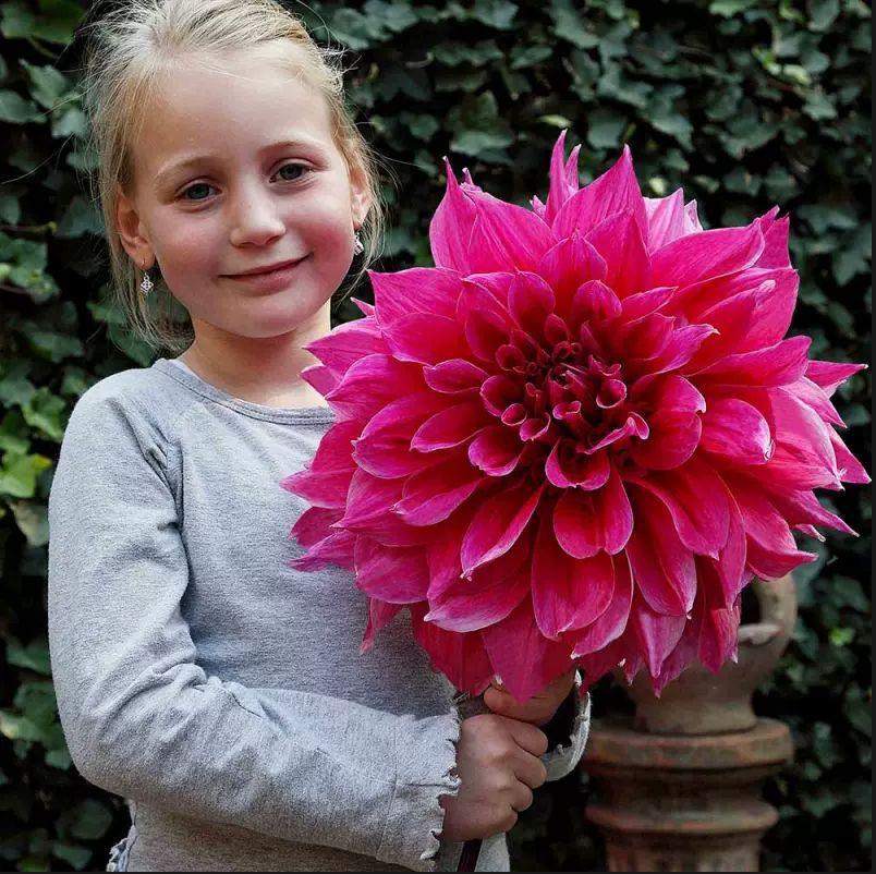 Double-Flowered Dahlia Bulbs, Perennial Ornamental Flower Plants for All Seasons, Potted Seeds, Dahlia Sweet Potato Flower Bulbs