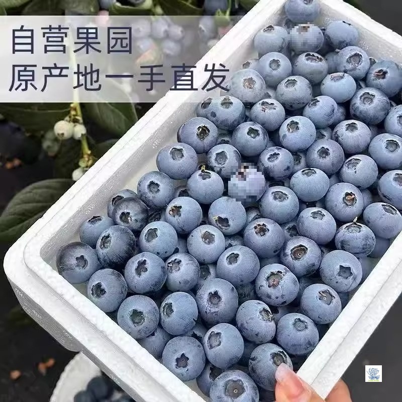 Yunnan Floral Alpine Blueberry Fresh Fruit Seasonal Fruit Branch L25 Whole Extra Large Fruit 15mm + Sf Free Shipping