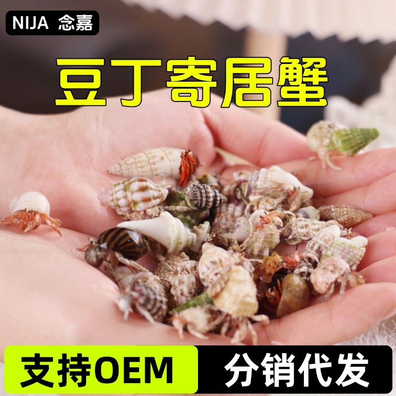 Маленький краб-отшельник, подарок на День детей, декоративный питомец