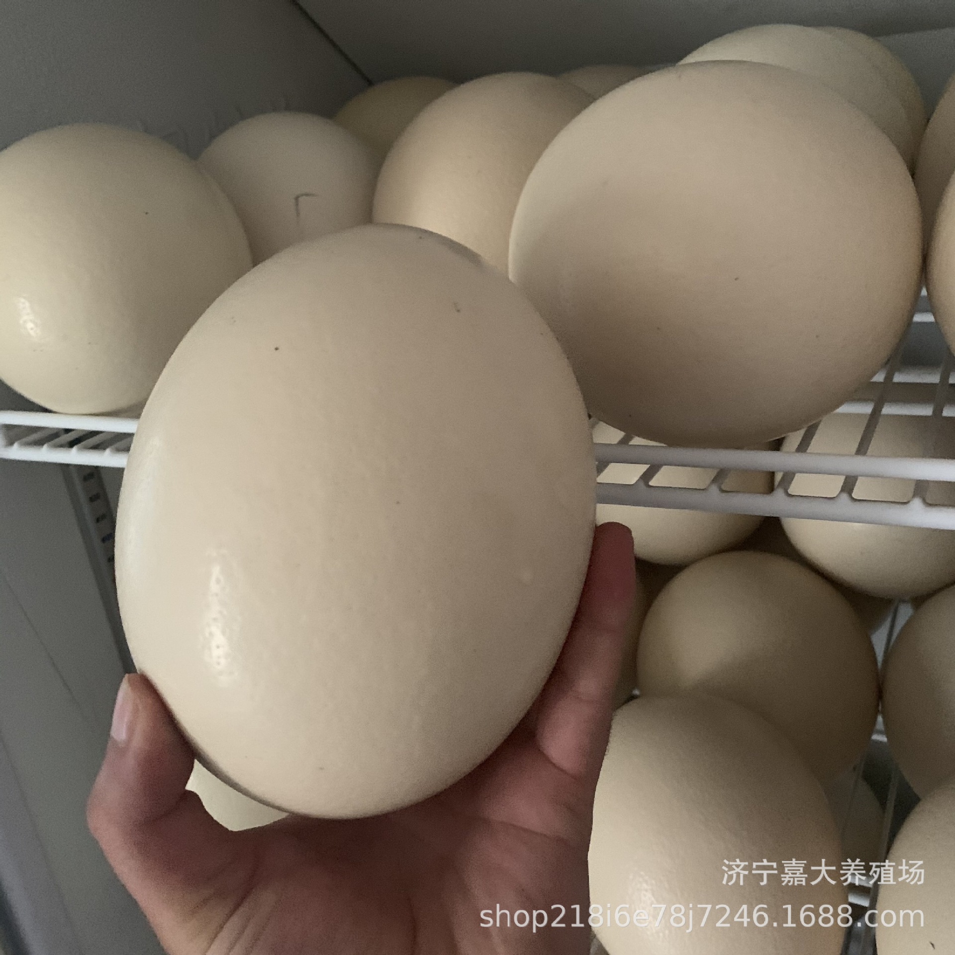 Supply of Fresh Edible Ostrich Eggs, Edible Ostrich Eggs, Holiday Ostrich Egg Gift Box, Ostrich Breeding