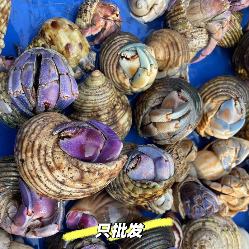 [Special Price for Major Customers] Hermit Crab Pet Wholesale Net Red Stall Novelty Pet Land-raised Hermit Crab