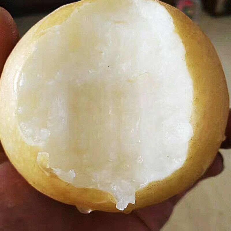 Authentic Fengshui Pears, Whole Box, Rock Sugar Pears, Freshly Picked Fruit, Not Autumn Moon Pears, Produced in Laiyang, Shandong