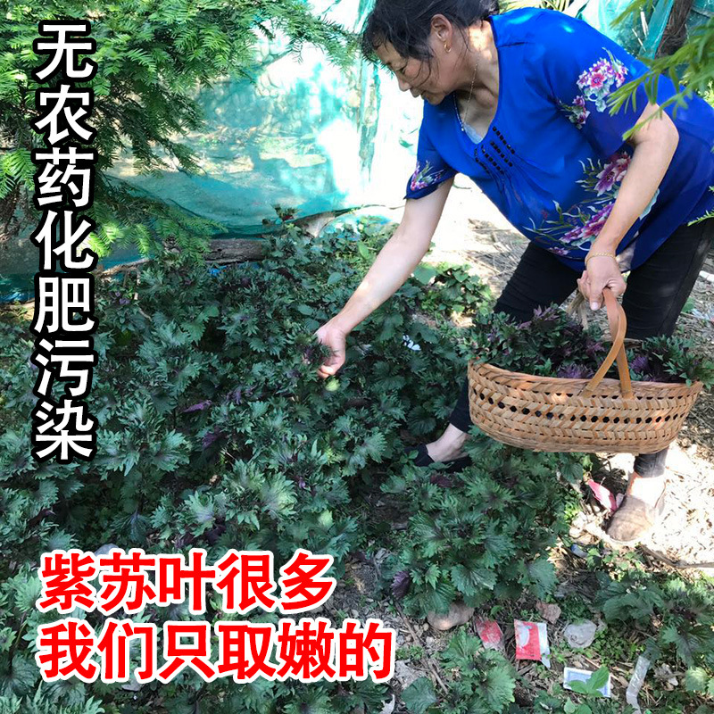 Fresh Wild Perilla Leaves, Dried Farm Perilla Leaves for Tea and Bath, to Remove Fishy Smell and Freshen Edible Spices, No Thick Stems, Free Seeds