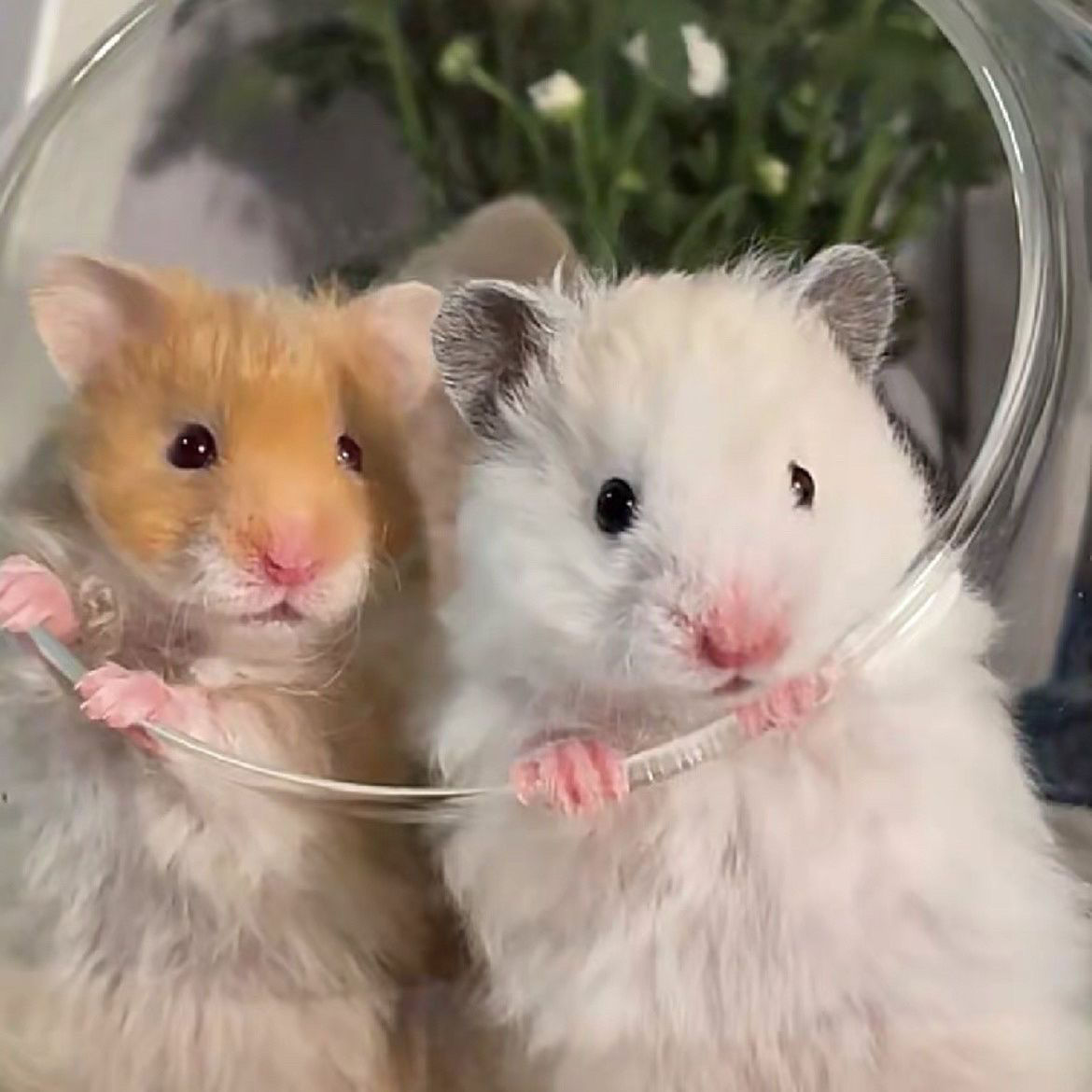 Dropshipping Polar Curly Long-Haired Golden Silk Rice Bear White Bear Sterling Silver Miscellaneous Silver Cinnamon Long Rare Bear Live Wholesale