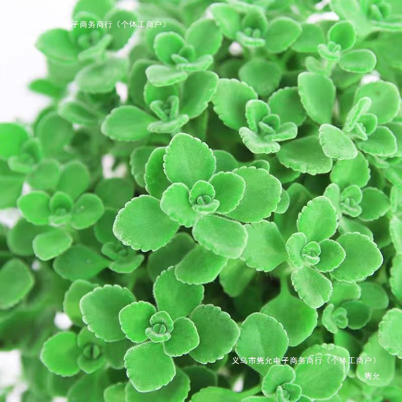 Mosquito Repellent Plants, Vanilla, Rosemary, Lemon Mint, Citronella Potted Indoor Mosquito Repellent Green Plants, Default Items