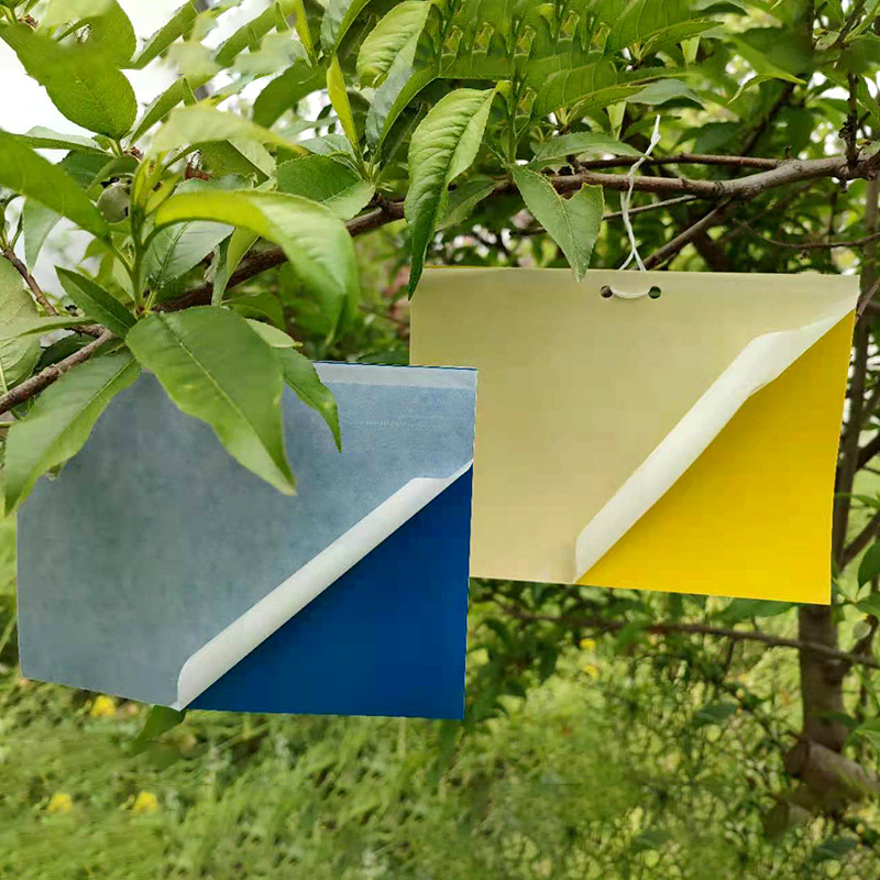Stickworm Board Double-sided Stickworm Board Yellow Blue Board Yellow Board Trap Board Yellow Blue Integrated Stickworm Board Manufacturers Foreign Trade Amazon