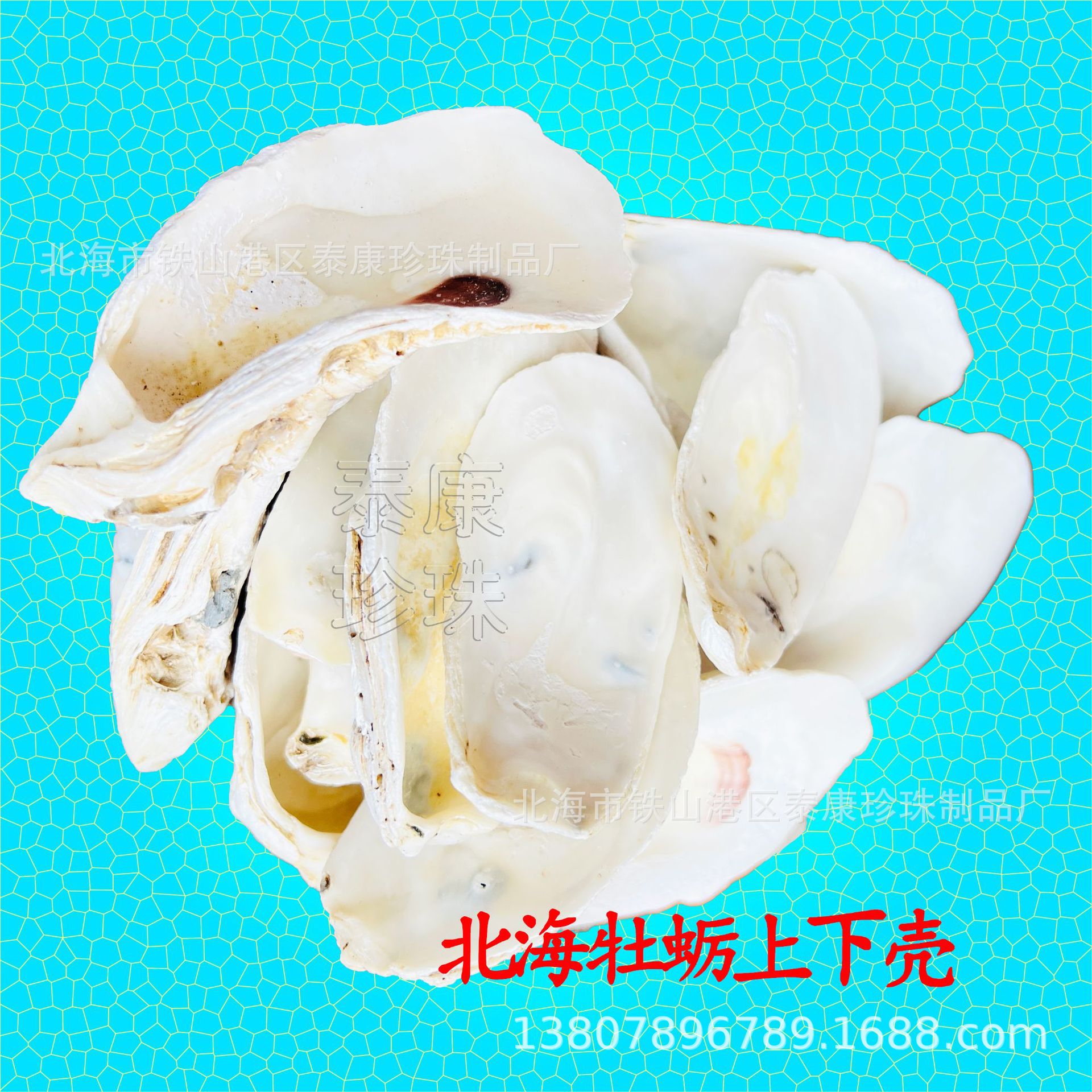 Beihai Large Oyster Shell Craft Gift Shell Selected Oyster Shell Filter Material Pre-Order