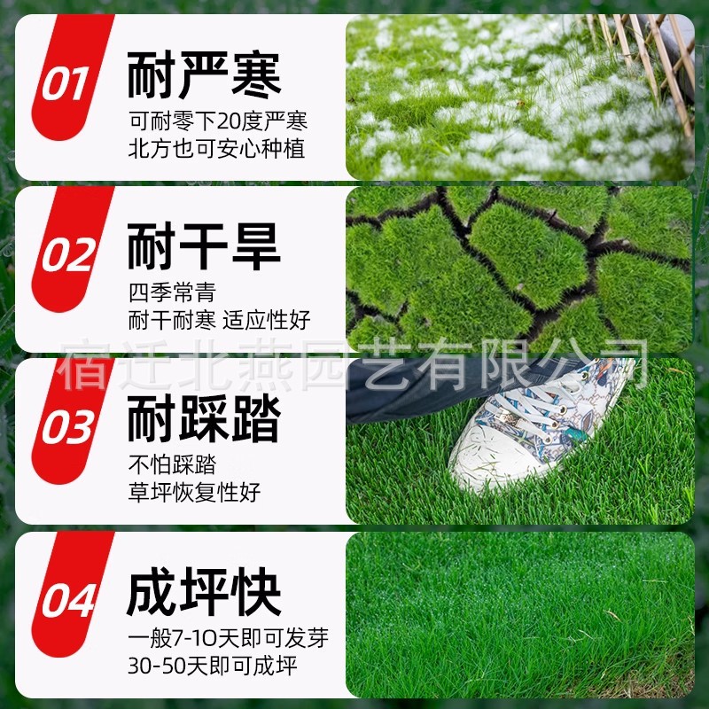 Lawn Seeds, Grass Seeds, Evergreen, Pruning-Free, Bermudagrass Slope Protection Turf, Cold-Resistant Ryegrass, Greening Grass Seeds