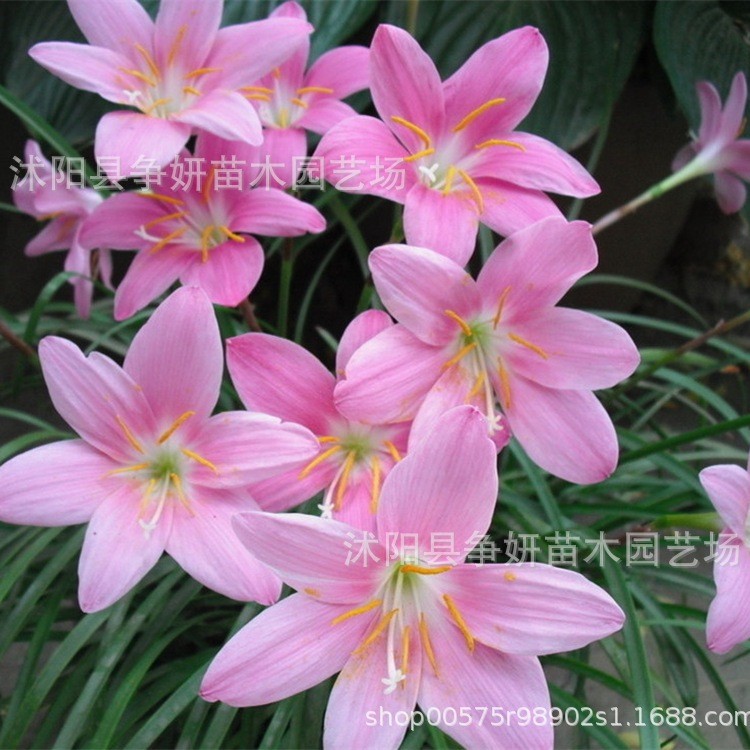 Rain Orchid Bulbs Potted Florals, Onion Orchid, Leek Orchid Bulbs Bloom in All Seasons, Easy-To-Live Flower Bulbs, Heat-Resistant Wind and Rain Orchids