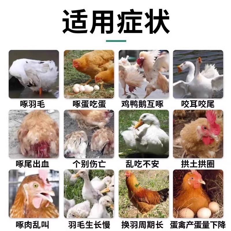 New Model to Stop Pecking for Chickens, Ducks, and Geese to Prevent Pecking and Biting, Preventing Chickens from Pecking Each Other and Pecking Eggs, Rutin Chicken Pecking