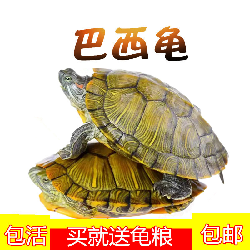 Фабрика-источник, живая черепаха, бразильская черепаха, рассада, оптовая продажа, красноухая домашняя черепаха, живая черепаха