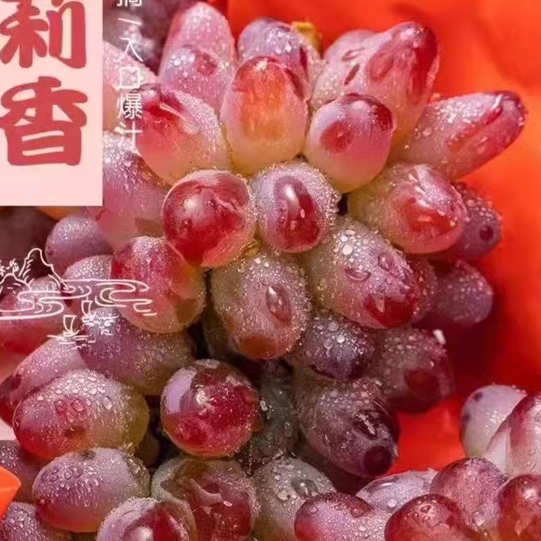 [Shun Feng Bao You] Authentic Northeast Jasmine Grape Seedless Tulip Grape Now Picked and Pregnant