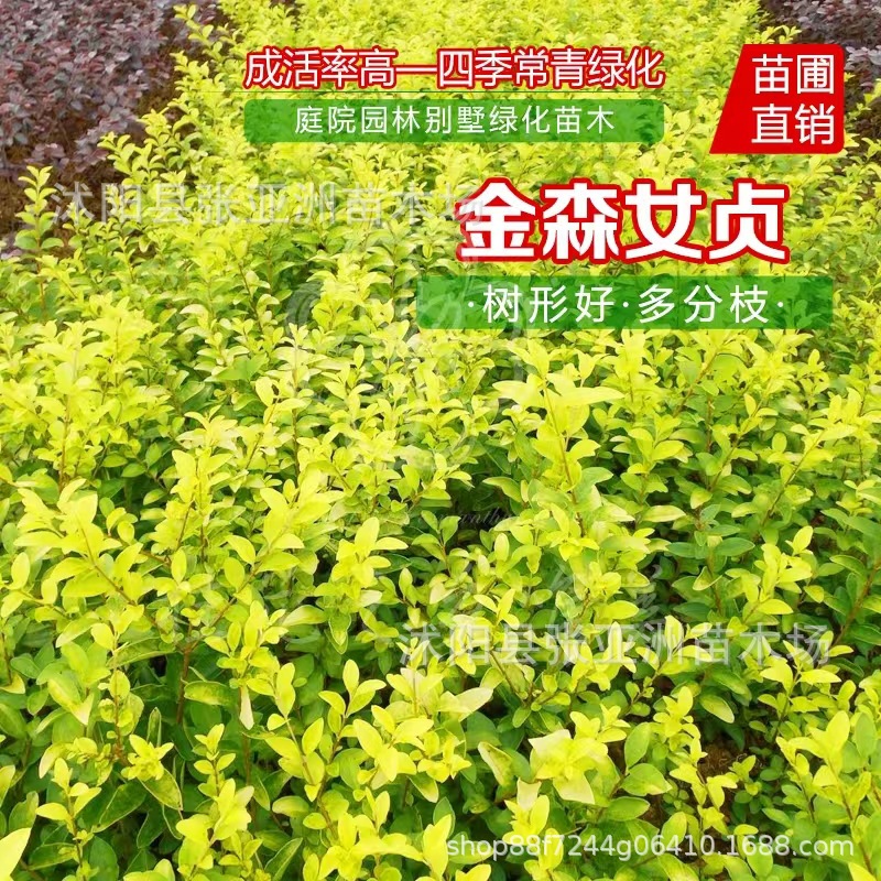 Base Direct Sales of Various Golden Berberis Flower and Color Leaves with High Survival Rate, Ball Court Ground Cover, School Community Hedge