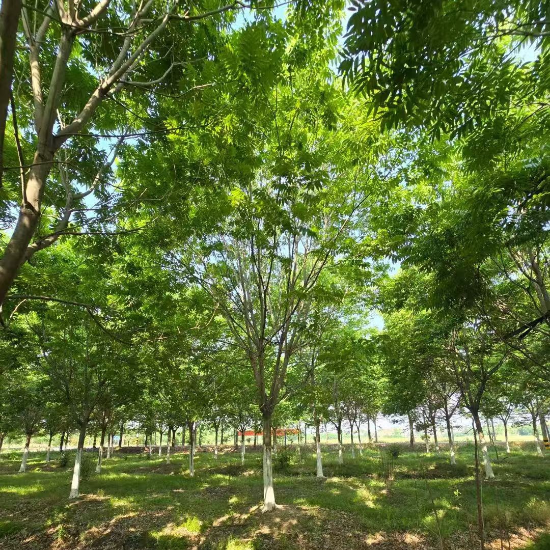 Afforestation Seedlings, Soapberry, Jiangxi Soapberry, Jiujiang Soapberry Seedlings, High-Quality Soapberry