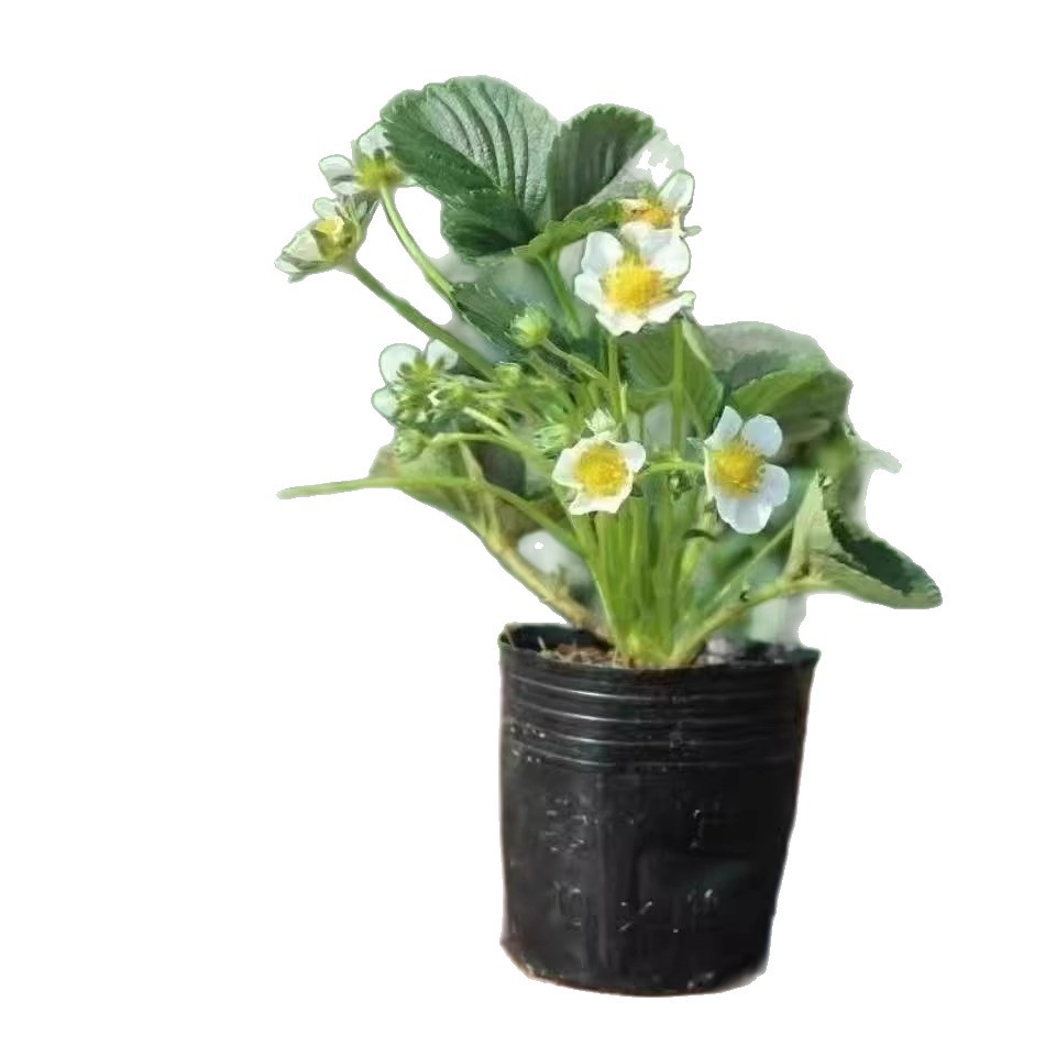 Cream Strawberry Seedlings Potted in Original Pots with Original Soil, Edible White Strawberry Seedlings, Four-Season Fruiting, Balcony Planting, Red New Seedlings