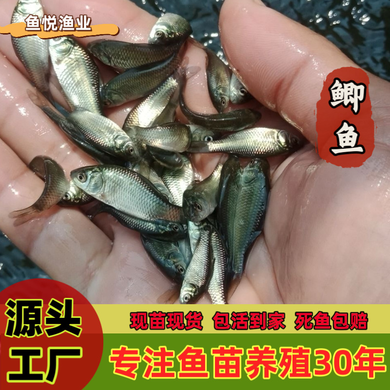 Оптовая продажа мальков карпа с завода, все виды водных мальков, оптовая продажа белого и черного карпа