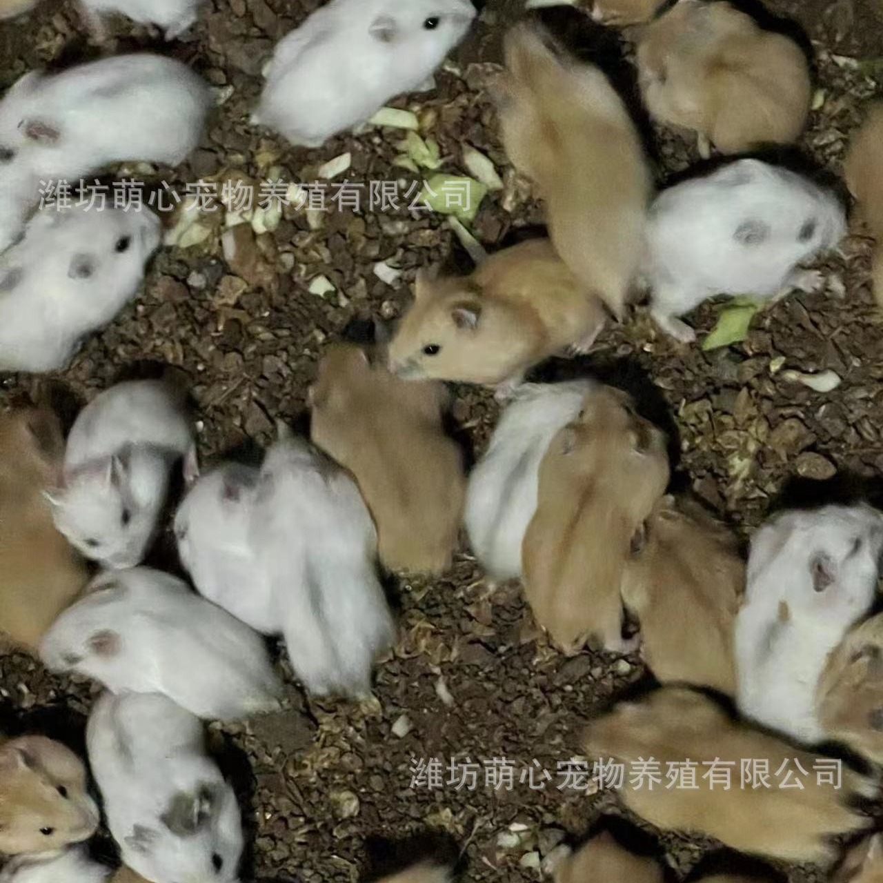 Wholesale Hamster Pet Live Tiger Bear White Bear Black Bear Cow Bear Long Hair Bear Eye Circle Bear Rice Bear Wholesale