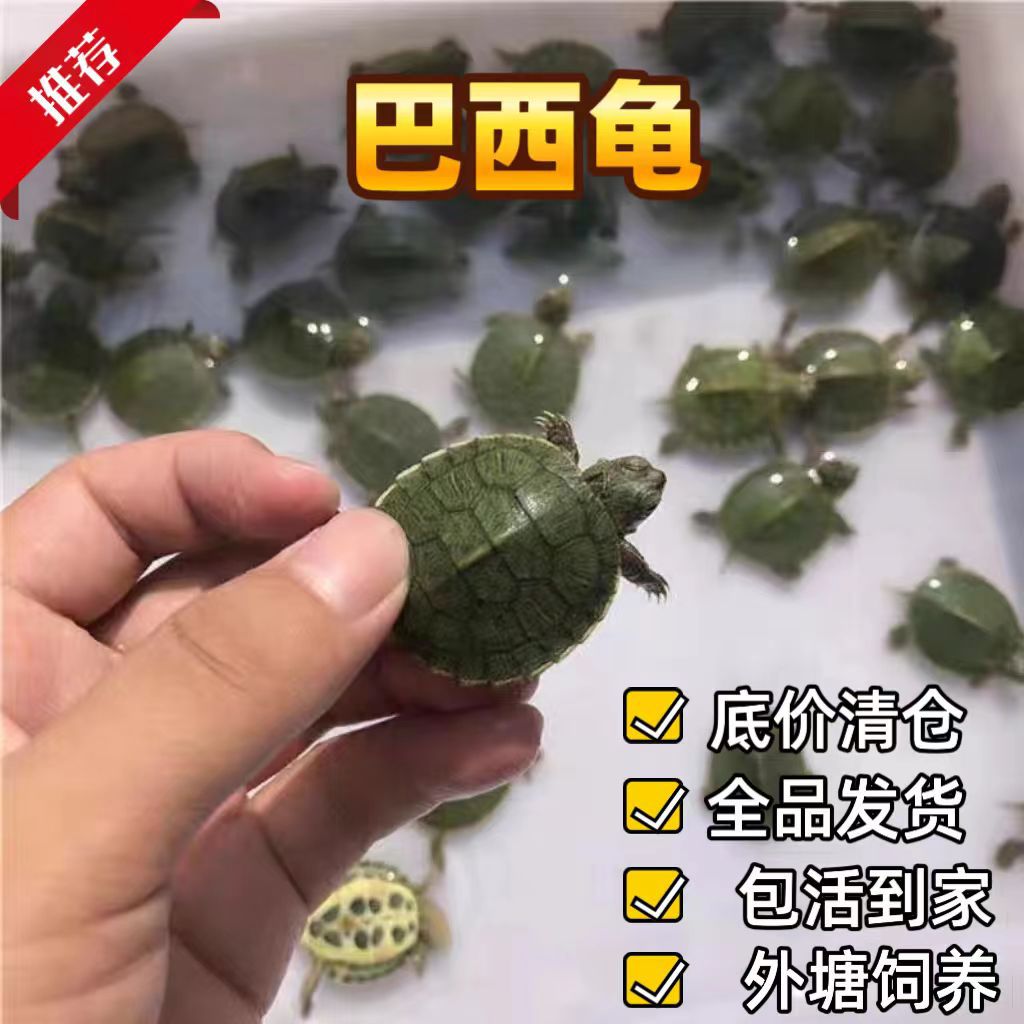 Рассада бразильской черепахи, популярные уличные киоски, яркие черепахи для разведения на прудах, оптовая продажа, здоровые, живые и милые, живая упаковка
