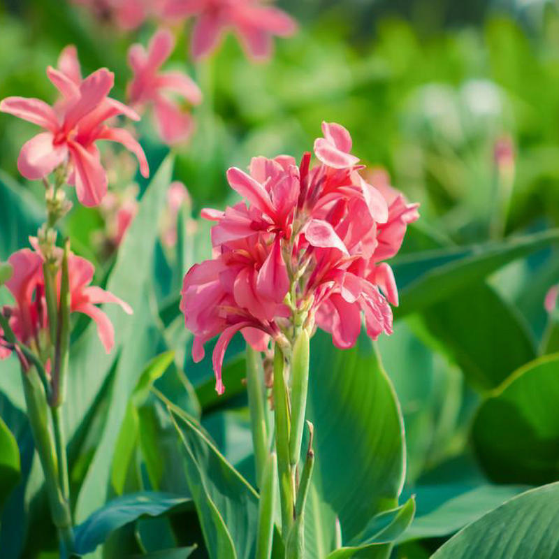 Canna Yellow Pink Flower Canna Supply Wetland Landscaping Project Courtyard Greening Aquatic Plants Wholesale