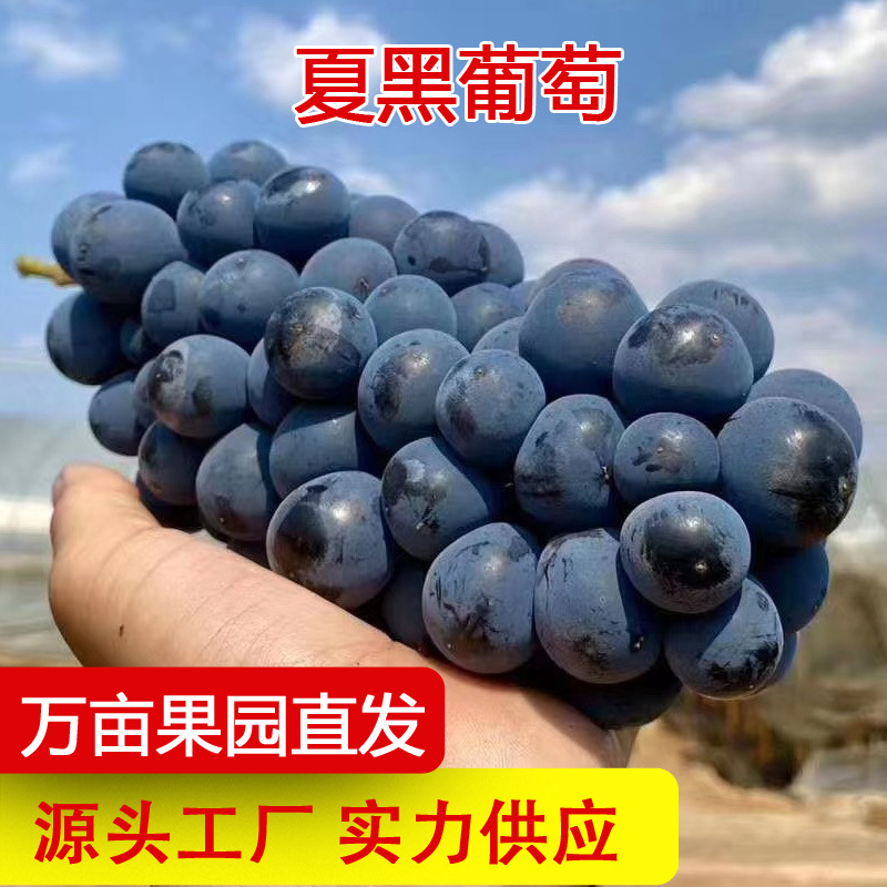 [Прямая доставка из места происхождения] Летние черные винограды свежесобранные в сезон, сладкие и кислые, винограды без кофеина отправляются целиком
