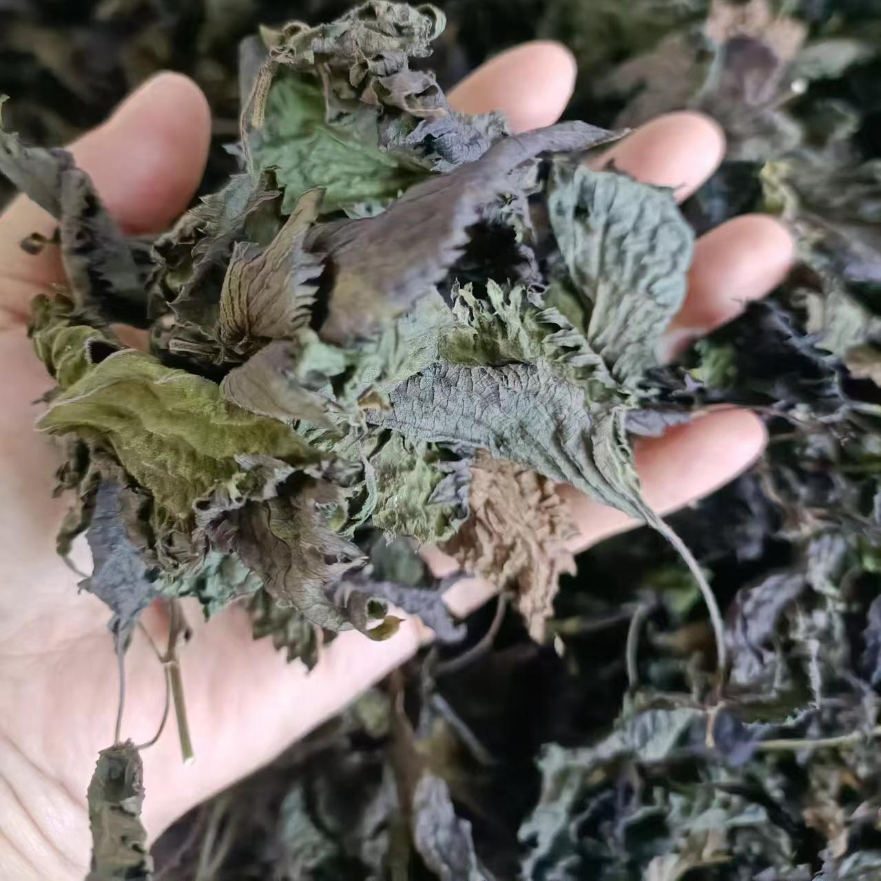 Dried and Fresh Full-Leaf Perilla Leaves with Free Shipping, Freshly Picked Perilla Leaves, Perilla Leaves, Vegetable Fresh Edible Perilla Leaves