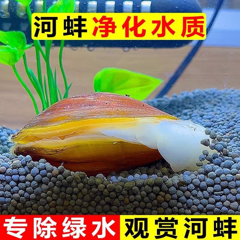 Catfish Breeding River Clam Ornamental Pet Freshwater Small River Clam Fish Tank Water Purification Live Organism Algae Removal Cold Water