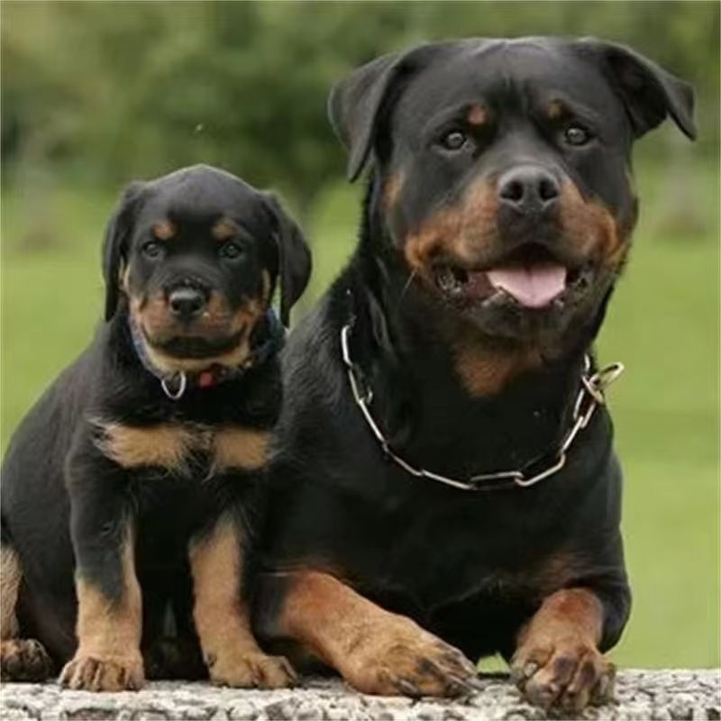 Чистокровные щенки немецкого ротвейлера, бульдоги, взрывозащищенные собаки, крупные собаки оптом, полицейские собаки, рабочие собаки, вакцинация и дегельминтизация собак