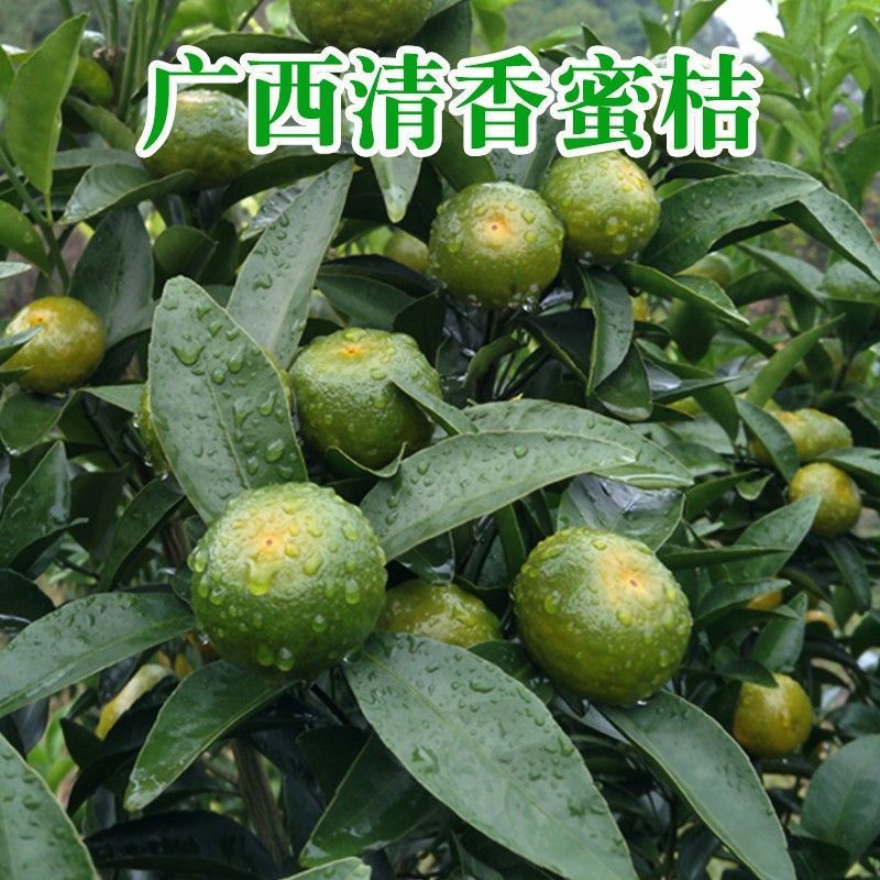 [Sour Taste] Fujian Oranges Are Freshly Picked Green-Skinned Oranges with a Sweet and Sour Taste, Thin-Skinned Tangerines, Suitable for Pregnant Women
