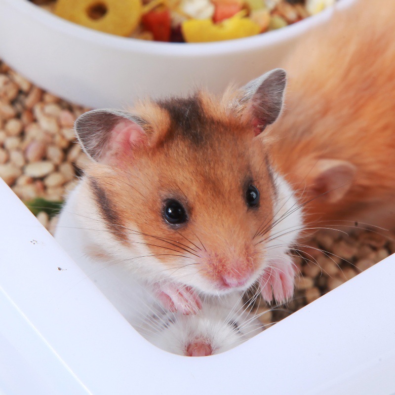 Jiangsu Wholesale Small Hamster Three-line Pudding Purple Warehouse Silver Fox Golden Bear Live Rare Long-haired Bear Transport Farm