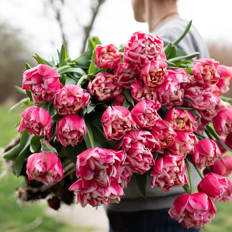 Tulip Bulbs, Perennial Tulip Seeds, Soil Culture, Hydroponic Culture, Indoor and Outdoor Planting, Cold-Resistant and Easy to Survive