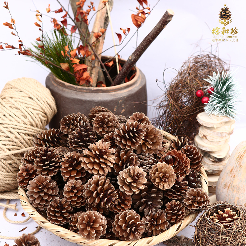 Pine Cone Natural Pine Cone American Pine Local Pine Oil Pine Cone Large Forest Head Pine Cone Pine Cone Crafts