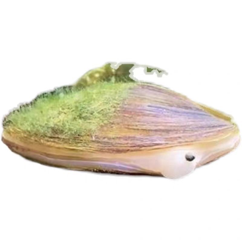 Catfish Breeding River Clam Ornamental Pet Freshwater Small River Clam Fish Tank Water Purification Live Organism Algae Removal Cold Water