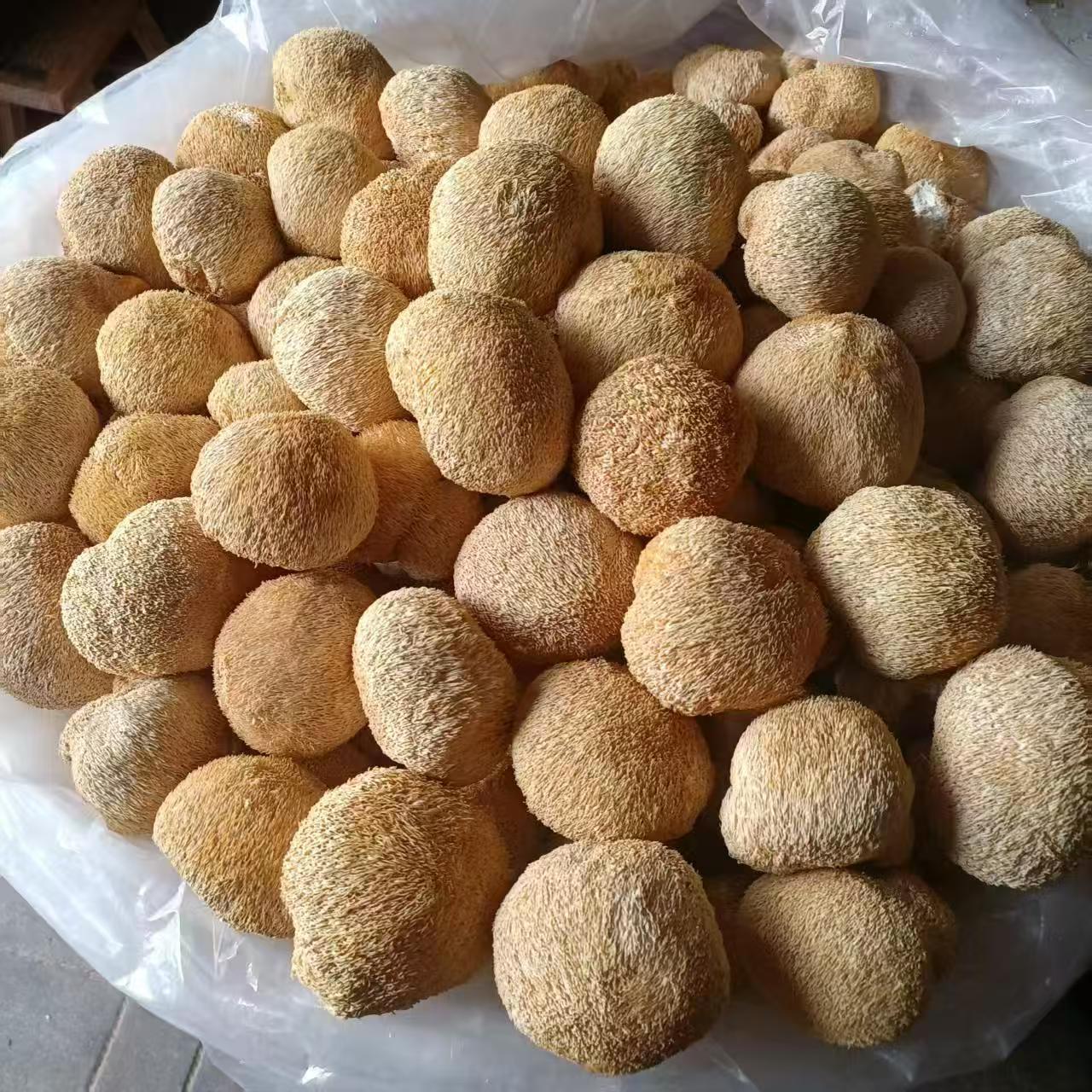 Direct Sales from the Place of Origin: Gutian Hericium 500g Dried Hericium, Gutian Specialty Wholesale Edible Fungi Hericium Wholesale