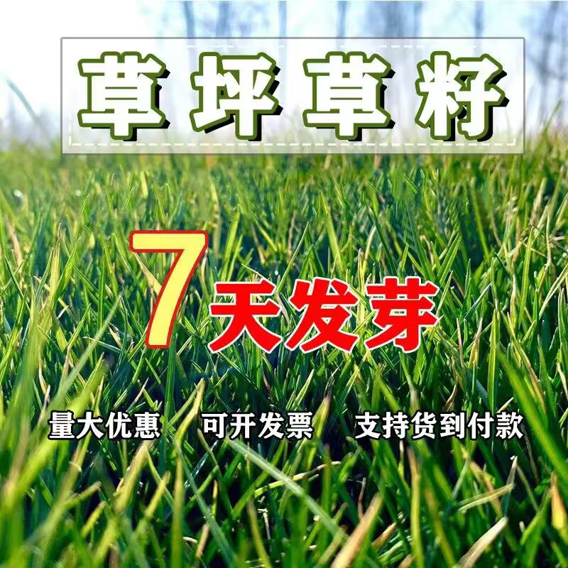 Wholesale Lawn Seeds, Grass Seeds, Slope Protection, Greening, Soil Fixation, Evergreen Tall Fescue, Ryegrass, Bermudagrass Seeds for All Seasons