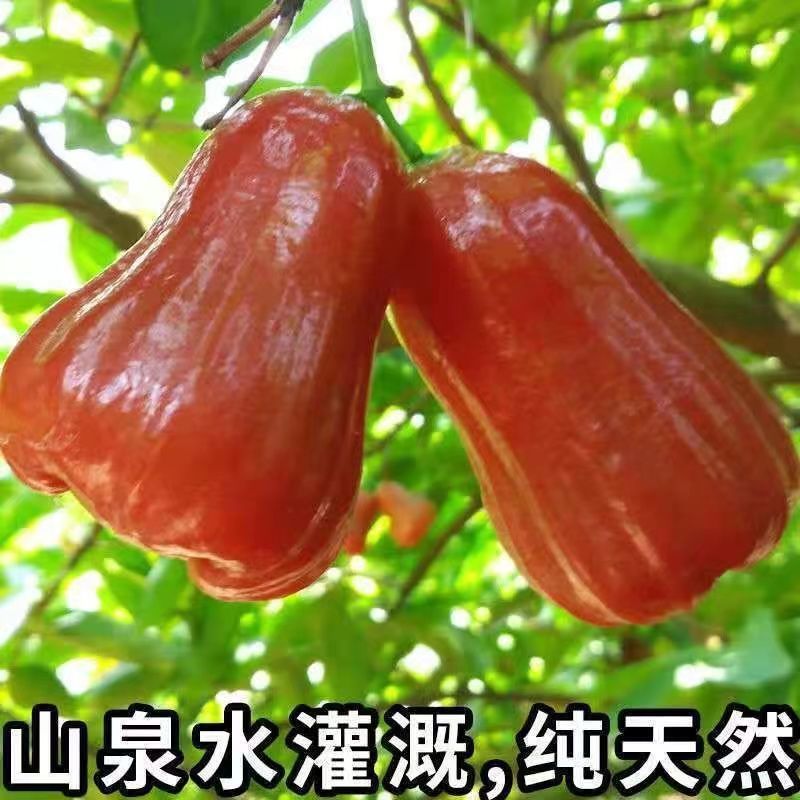 Hainan Black Diamond Lotus Mist Premium Color Box Sf Home Delivery 2kg Single Fruit Fresh Fruit Starting from 75g