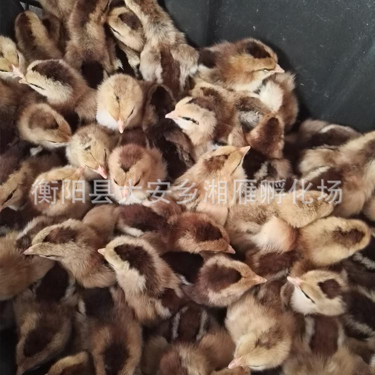 One-Day-Old Qingyuan Chicken Seedlings, Female Seedlings, Male Seedlings, Big Red Soil Chicken Seedlings, Yellow-Footed Soil Chicken Seedlings, Hemp Feather Free-Range Wholesale Seedlings