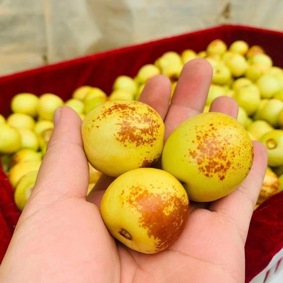 Dali Winter Dates Dropshipping Company Welfare Big Fruit Rock Sugar Dates Fresh Seasonal Fruits Sweet Crisp Fresh Dates Green Dates