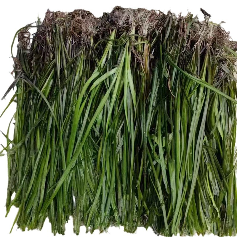 Aquatic Plants for Water Purification: Calamus, Acorus, Eelgrass, Water Lily, Dwarf Thorns, Evergreen Seedlings, and Submerged Plants for Planting