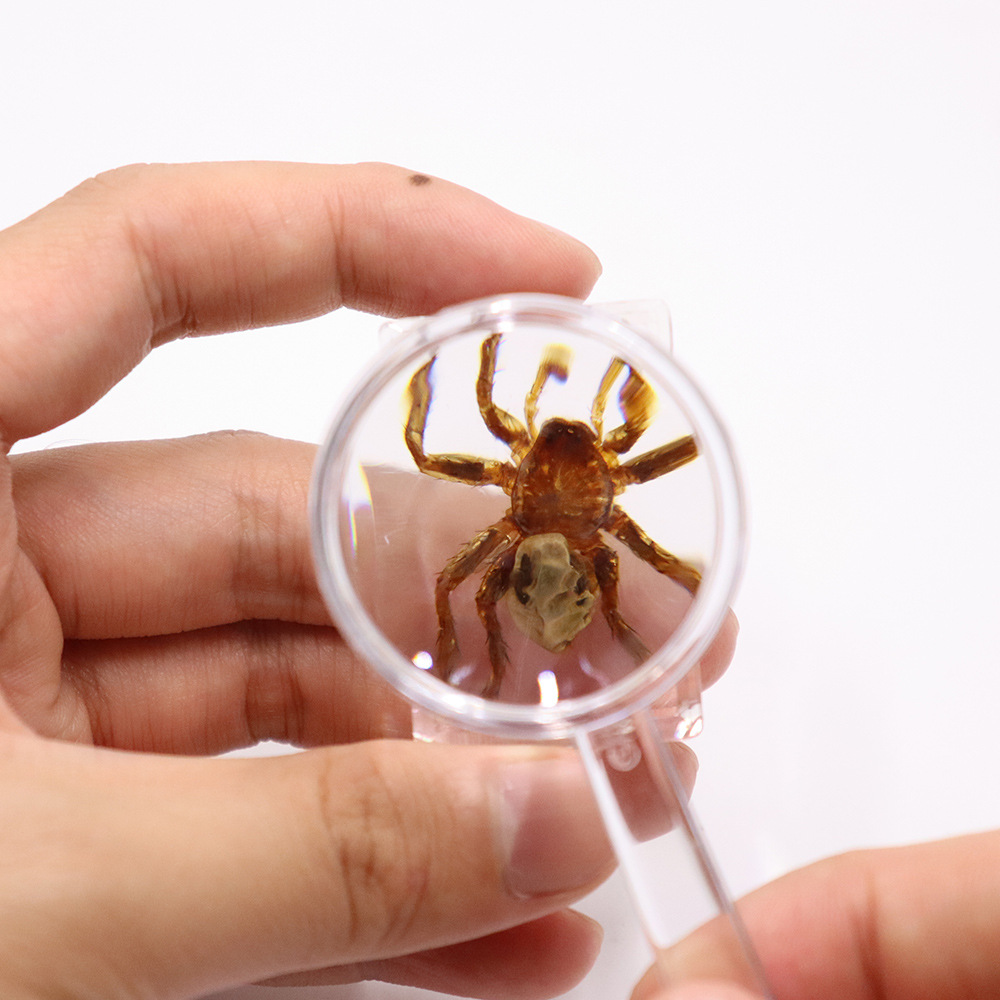 Real Insect Specimen Children's Educational Toy Set Collectible Desktop Ornament Birthday Gift Box Holiday Gift