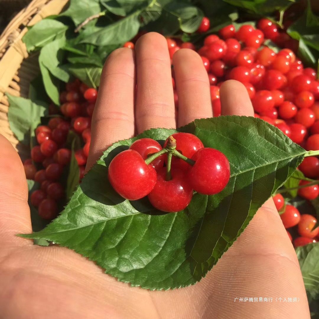 Fresh Small Sweet and Sour Cherries, Non-Fruit, Shandong Freshly Picked Cherries, En'Er Rice for Pregnant Women