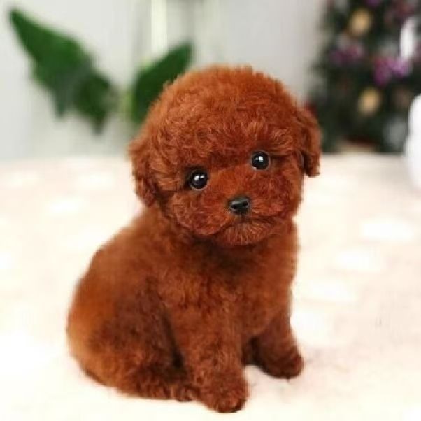 Purebred Teddy Dog Puppy Live Small Teddy Dog Live Animal Teacup Dog Teddy Dog Puppy Puppy Pet Live Dog