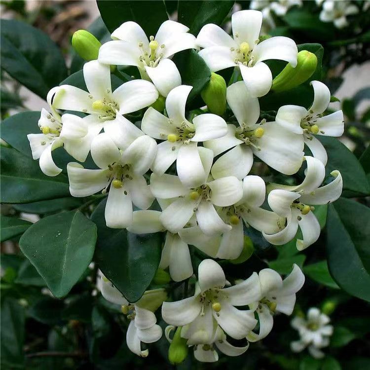 Семена тысяч миль, семена цзюли, маленькие комнатные растения, семена цветов, вечнозеленые